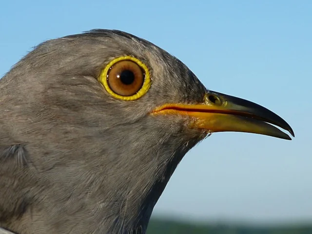 Chris the cuckoo, named after TV presenter Chris Packham, is lagging behind in The Great Cuckoo Race. Photo: Phil Atkinson (BTO). Chris the cuckoo, named after TV presenter Chris Packham, is lagging behind in The Great Cuckoo Race. Photo: Phil Atkinson (BTO).