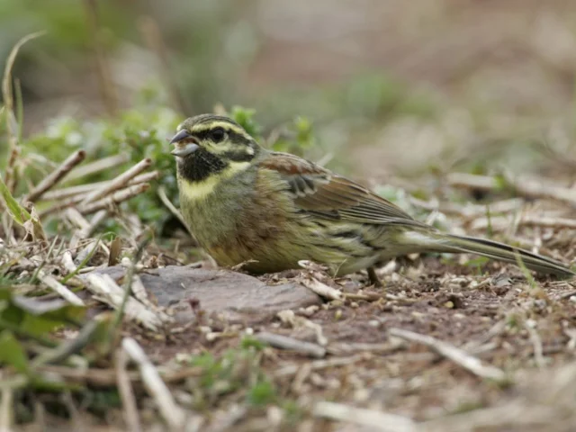 Cirl Bunting has staged a remarkable recovery in numbers with the help of corporate sponsors as well as the efforts of conservation organisations. Photo: Andy Hay (www.rspb-images.com). Cirl Bunting has staged a remarkable recovery in numbers with the help of corporate sponsors as well as the efforts of conservation organisations. Photo: Andy Hay (www.rspb-images.com).