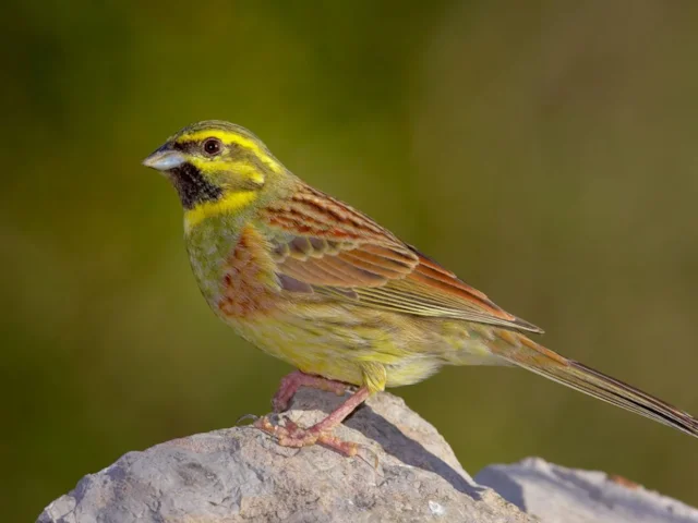 Cirl Bunting is one of the scarce species that have benefited from funds made available for rural conservation. Photo: Paco Gómez (commons.wikimedia.org). Cirl Bunting is one of the scarce species that have benefited from funds made available for rural conservation. Photo: Paco Gómez (commons.wikimedia.org).