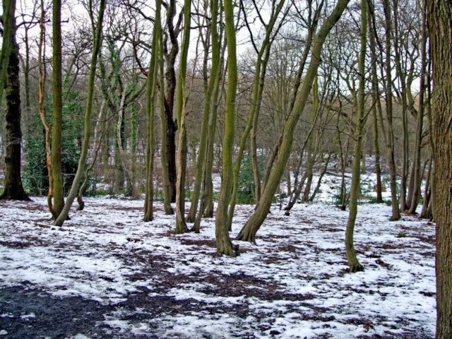Coldfall Wood, Muswell Hill, London, is an urban ancient woodland and an example of what might be under threat should the government's interpretation of biodiversity offsetting take hold. Photo: Ewan Munro (commons.wikimedia.org). Coldfall Wood, Muswell Hill, London, is an urban ancient woodland and an example of what might be under threat should the government's interpretation of biodiversity offsetting take hold. Photo: Ewan Munro (commons.wikimedia.org).