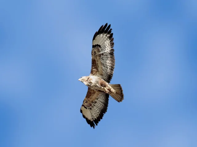 Common Buzzard is very popular with the public, despite the depredations and black propaganda by shooting interests. Photo: Andreas Trepte (commons.wikimedia.org). Common Buzzard is very popular with the public, despite the depredations and black propaganda by shooting interests. Photo: Andreas Trepte (commons.wikimedia.org).