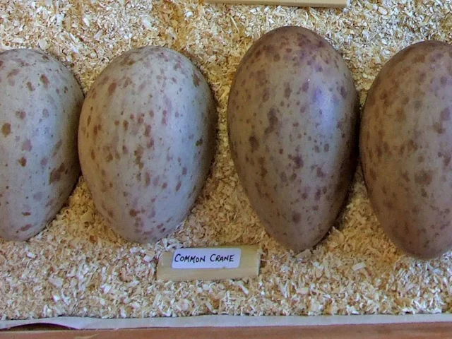 Common Crane eggs found in the possession of a collector in Scotland were taken in Sweden in 2002 and 2003, and identified from images of the eggs in the nest. Photo: rspb-images.com. Common Crane eggs found in the possession of a collector in Scotland were taken in Sweden in 2002 and 2003, and identified from images of the eggs in the nest. Photo: rspb-images.com.