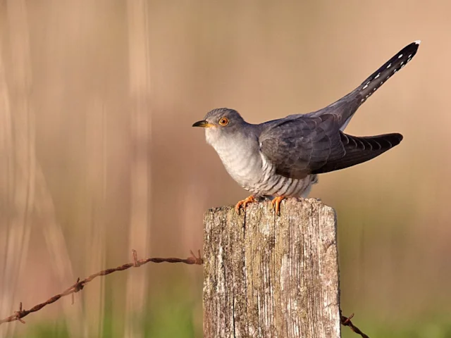 Common Cuckoo is fast declining in Britain, but the BTO's tagging scheme could help us reverse this trend by revealing the species' stop-over and wintering sites. Photo: vogelartinfo (commons.wikimedia.org). Common Cuckoo is fast declining in Britain, but the BTO's tagging scheme could help us reverse this trend by revealing the species' stop-over and wintering sites. Photo: vogelartinfo (commons.wikimedia.org).