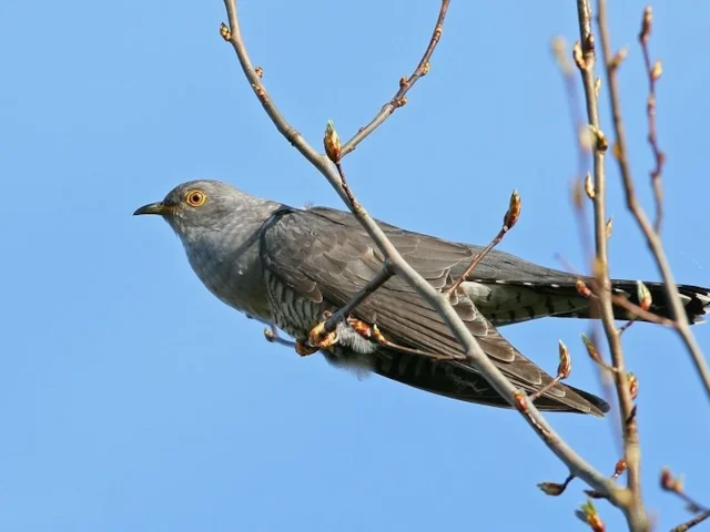 Common Cuckoo is rapidly declining in numbers across Europe, but the BTO hopes that the tagging scheme will greatly increase our knowledge of the birds' migration strategies and help with its conservation. Photo: Tim Peukert (commons.wikimedia.org). Common Cuckoo is rapidly declining in numbers across Europe, but the BTO hopes that the tagging scheme will greatly increase our knowledge of the birds' migration strategies and help with its conservation. Photo: Tim Peukert (commons.wikimedia.org).