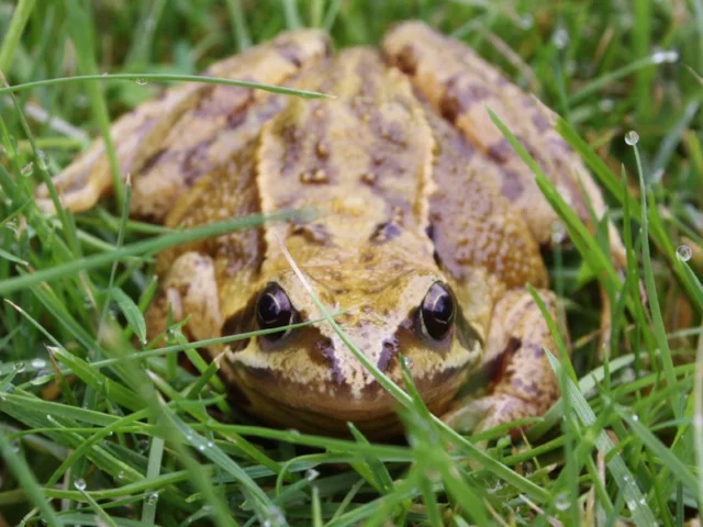 Common Frog is one of several species of our garden wildlife that has emerged early this year. Photo: Charlesjsharp (commons.wikimedia.org). Common Frog is one of several species of our garden wildlife that has emerged early this year. Photo: Charlesjsharp (commons.wikimedia.org).