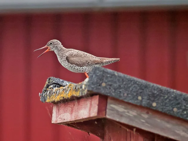 Common Redshank is one of four formerly common breeding wader species to suffer a sharp decline in Northern Ireland. Photo: Markos90 (commons.wikimedia.org). Common Redshank is one of four formerly common breeding wader species to suffer a sharp decline in Northern Ireland. Photo: Markos90 (commons.wikimedia.org).