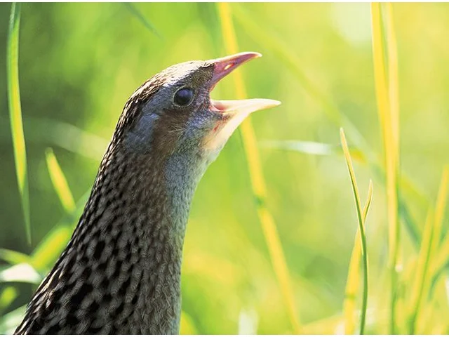 Corncrake is Red Listed in Britain due to its small breeding population. An Annex 1 bird, it has increased by 163% over 25 years in Europe. Photo by Andy Hay (www.rspb-images.com). Corncrake is Red Listed in Britain due to its small breeding population. An Annex 1 bird, it has increased by 163% over 25 years in Europe. Photo by Andy Hay (www.rspb-images.com).