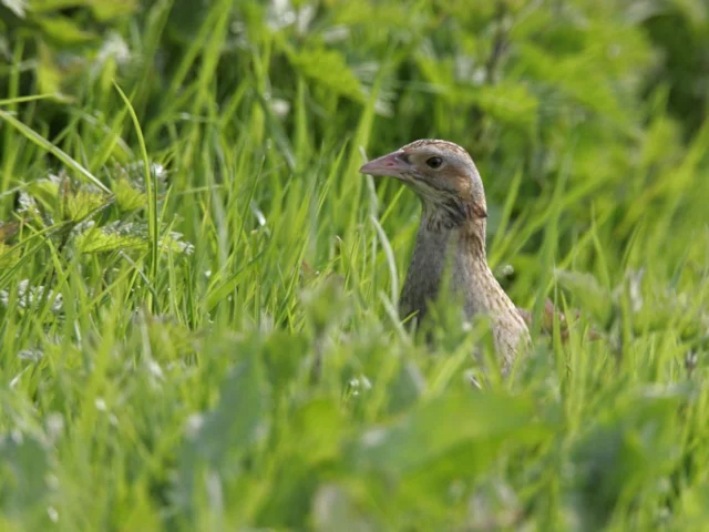 Corncrakes, like this one on Oronsay RSPB, Argyll, are rapidly declining on Orkney further west. Photo: Andy Hay (www.rspb-images.com). Corncrakes, like this one on Oronsay RSPB, Argyll, are rapidly declining on Orkney further west. Photo: Andy Hay (www.rspb-images.com).