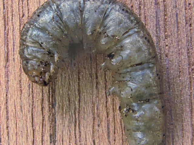 Crane fly larvae or leatherjackets are a staple part of the diet of species like Starling. Photo: Rasbak (commons.wikimedia.org). Crane fly larvae or leatherjackets are a staple part of the diet of species like Starling. Photo: Rasbak (commons.wikimedia.org).