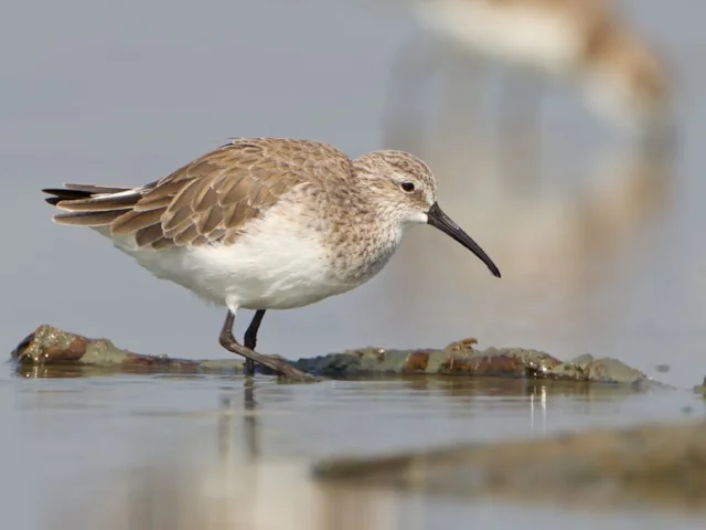 Curlew Sandpiper is one of many wader species that have lost a substantial part of their population in just a few short decades. Photo: JJ Harrison (commons.wikimedia.org). Curlew Sandpiper is one of many wader species that have lost a substantial part of their population in just a few short decades. Photo: JJ Harrison (commons.wikimedia.org).