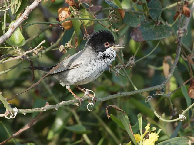 Cyprus Warbler is one of the island's two migratory endemics, and both end up as <em>ambelopoulia</em>. Photo: Ensind (commons.wikimedia.org). Cyprus Warbler is one of the island's two migratory endemics, and both end up as <em>ambelopoulia</em>. Photo: Ensind (commons.wikimedia.org).