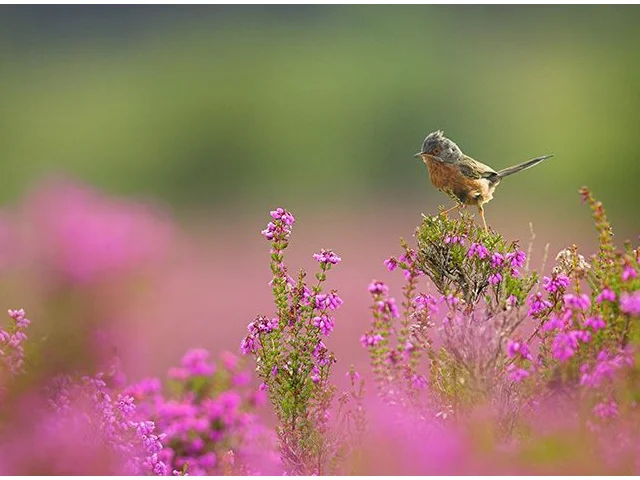Dartford Warbler is listed in Annex 1 of the Birds Directive due to the destruction of its habitat throughout its range. If the directives are weakened this vulnerable bird will be at risk. Photo by Ben Hall (www.rspb-images.com). Dartford Warbler is listed in Annex 1 of the Birds Directive due to the destruction of its habitat throughout its range. If the directives are weakened this vulnerable bird will be at risk. Photo by Ben Hall (www.rspb-images.com).