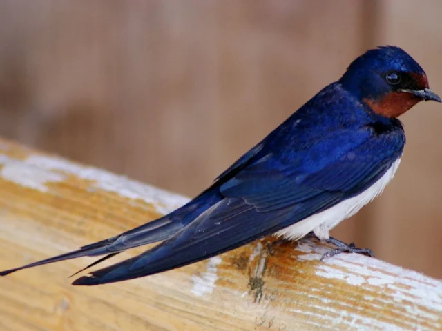 Declining species such as Swallow may be helped by the knock-on effect of creating such continuous and rich wildlife habitats as envisaged by the new pollinating insects project. Photo: Malene Thyssen (commons.wikimedia.org). Declining species such as Swallow may be helped by the knock-on effect of creating such continuous and rich wildlife habitats as envisaged by the new pollinating insects project. Photo: Malene Thyssen (commons.wikimedia.org).