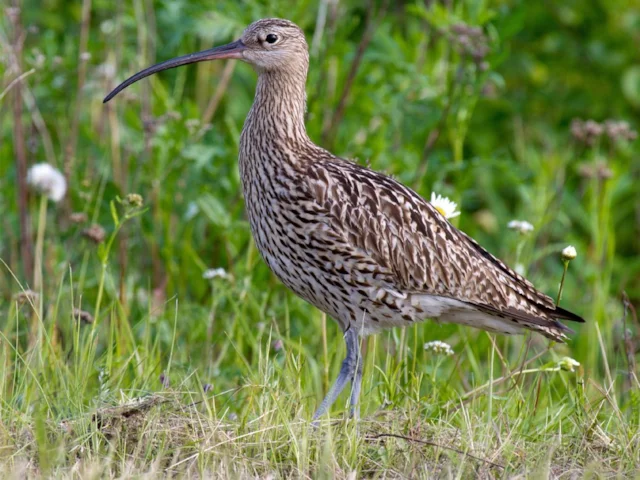 Despite being common in winter, Eurasian Curlew is now rare as a breeding species in Ireland. Photo: Andreas Trepte (commons.wikimedia.org). Despite being common in winter, Eurasian Curlew is now rare as a breeding species in Ireland. Photo: Andreas Trepte (commons.wikimedia.org).