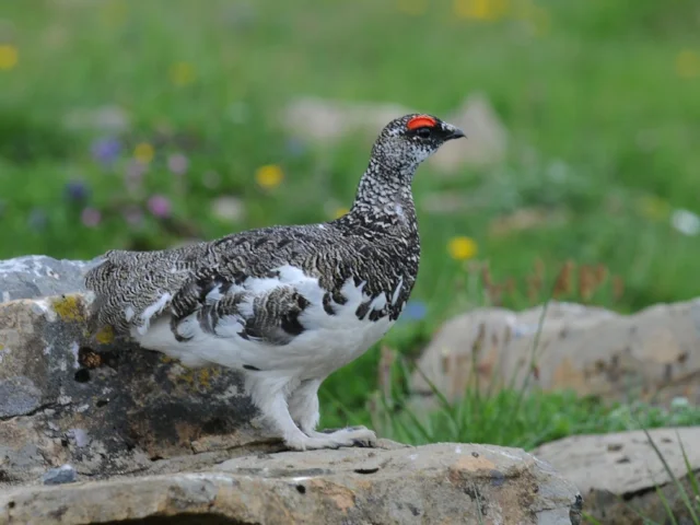 Despite being potentially better for some forms of agriculture, a warmer average climate will further shrink the small amount of habitat available for species such as Ptarmigan in Britain. Photo: Boehringer (commons.wikimedia.org). Despite being potentially better for some forms of agriculture, a warmer average climate will further shrink the small amount of habitat available for species such as Ptarmigan in Britain. Photo: Boehringer (commons.wikimedia.org).