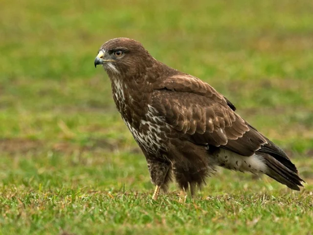 Despite being protected under law, Common Buzzard is still frequently persecuted by landowners and their gamekeepers in Britain. Photo: Steve Young. Despite being protected under law, Common Buzzard is still frequently persecuted by landowners and their gamekeepers in Britain. Photo: Steve Young.