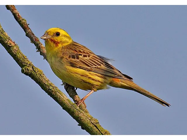 Despite conservation measures being employed, Yellowhammer has continued its decline. Photo: Andreas Trepte (commons.wikimedia.org). Despite conservation measures being employed, Yellowhammer has continued its decline. Photo: Andreas Trepte (commons.wikimedia.org).