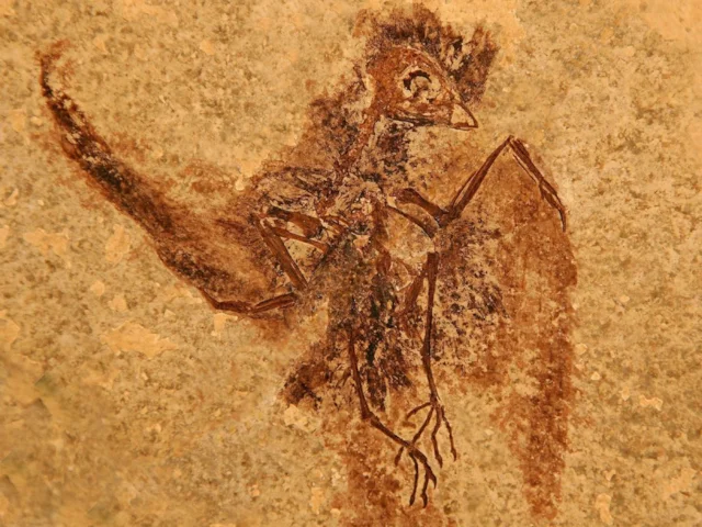 Despite the odd bone having been split on discovery, the fossil ancestral swift clearly shows feathers in amazing detail. Photo: Dan Ksepka. Despite the odd bone having been split on discovery, the fossil ancestral swift clearly shows feathers in amazing detail. Photo: Dan Ksepka.