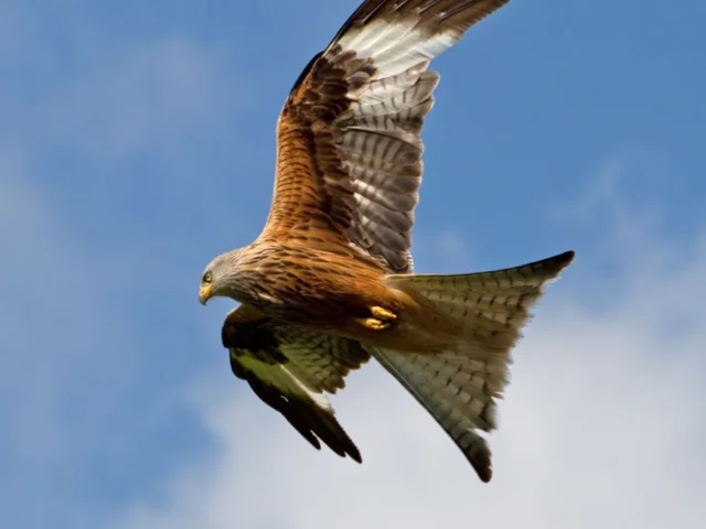 Despite the success and popularity of Britain's Red Kite reintroductions, birds are still being illegally killed. Photo: Tony Hisgett (commons.wikimedia.org). Despite the success and popularity of Britain's Red Kite reintroductions, birds are still being illegally killed. Photo: Tony Hisgett (commons.wikimedia.org).