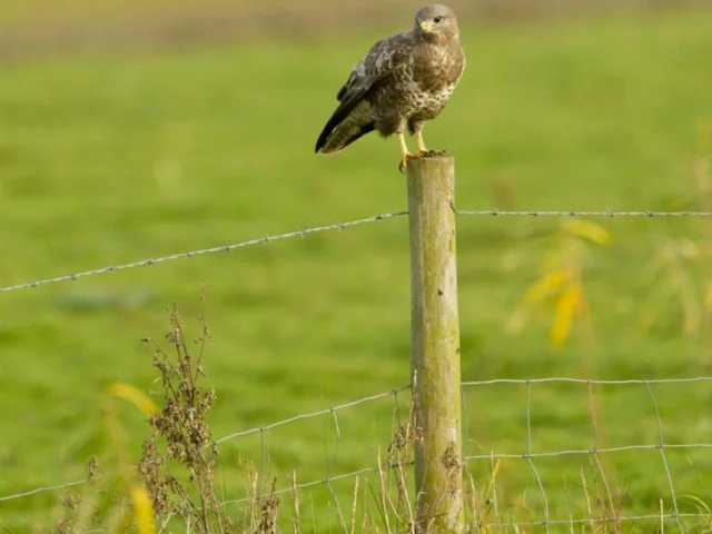 Despite the success of Common Buzzard protection measures, the species remains unpopular with some traditionally-minded gamekeepers and their estate owners. Photo: Ben Hall (rspb-images.com). Despite the success of Common Buzzard protection measures, the species remains unpopular with some traditionally-minded gamekeepers and their estate owners. Photo: Ben Hall (rspb-images.com).