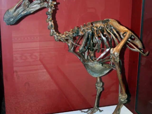 Natural history museum-Dodo-Extinct-Bird Poster