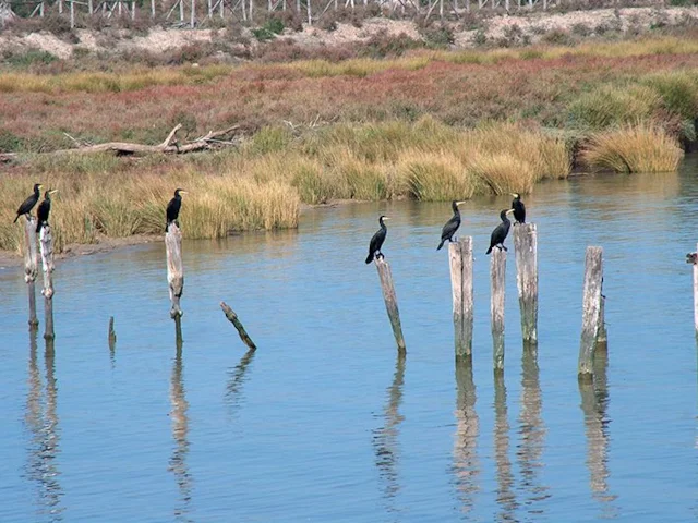 Donana National Park, Andalusia, Spain, is one of the jewels of European nature conservation. Photo by Alexwing (commons.wikimedia.org). Donana National Park, Andalusia, Spain, is one of the jewels of European nature conservation. Photo by Alexwing (commons.wikimedia.org).