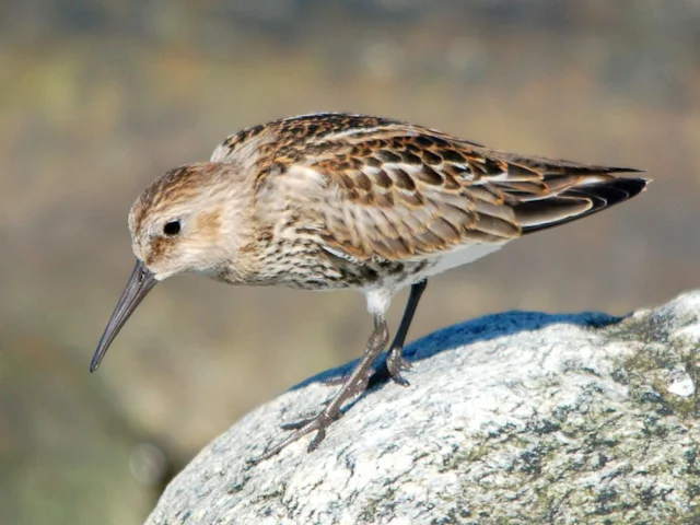 Dunlin, like this fresh juvenile, is a breeding species on England's upland peatlands. Photo: Arnstein Rønning (commons.wikimedia.org). Dunlin, like this fresh juvenile, is a breeding species on England's upland peatlands. Photo: Arnstein Rønning (commons.wikimedia.org).