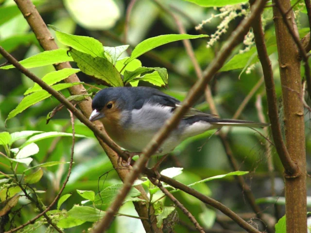 Each major North Atlantic island has its own distinctive subspecies or form of Chaffinch, like this bird on La Palma, Canary Islands. Photo: Pawel (commons.wikimedia.org). Each major North Atlantic island has its own distinctive subspecies or form of Chaffinch, like this bird on La Palma, Canary Islands. Photo: Pawel (commons.wikimedia.org).