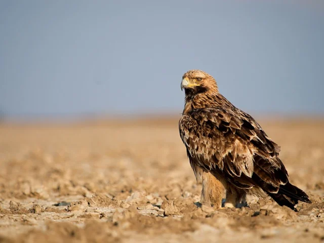 Eastern Imperial Eagle is in a radical decline across its range, but initiatives like the Bulgarian scheme could well help it recover. Photo: Sumeet Moghe (commons.wikimedia.org). Eastern Imperial Eagle is in a radical decline across its range, but initiatives like the Bulgarian scheme could well help it recover. Photo: Sumeet Moghe (commons.wikimedia.org).