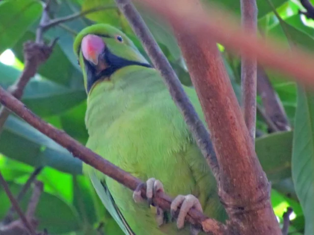 Echo Parakeet was reduced to around 10 individuals in the early 1970s, but has since risen to almost 300 due to targeted conservation efforts. Photo: Josh Noseworthy (commons.wikimedia.org). Echo Parakeet was reduced to around 10 individuals in the early 1970s, but has since risen to almost 300 due to targeted conservation efforts. Photo: Josh Noseworthy (commons.wikimedia.org).
