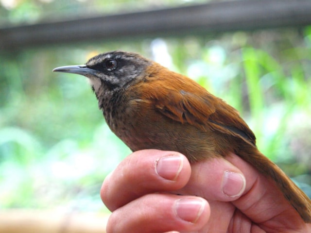 Ecuador's Plain-tailed Wren showed clear signs of being disturbed by the repeated use of lape-luring. Photo: Browerk (commons.wikimedia.org). Ecuador's Plain-tailed Wren showed clear signs of being disturbed by the repeated use of lape-luring. Photo: Browerk (commons.wikimedia.org).