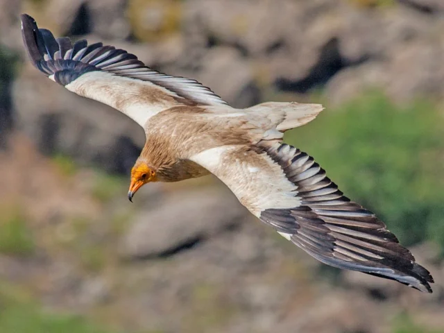 Egyptian Vulture has declined by 50 per cent in Europe over the last half-century. Photo: Artemy Voikhansky (commons.wikimedia.org). Egyptian Vulture has declined by 50 per cent in Europe over the last half-century. Photo: Artemy Voikhansky (commons.wikimedia.org).