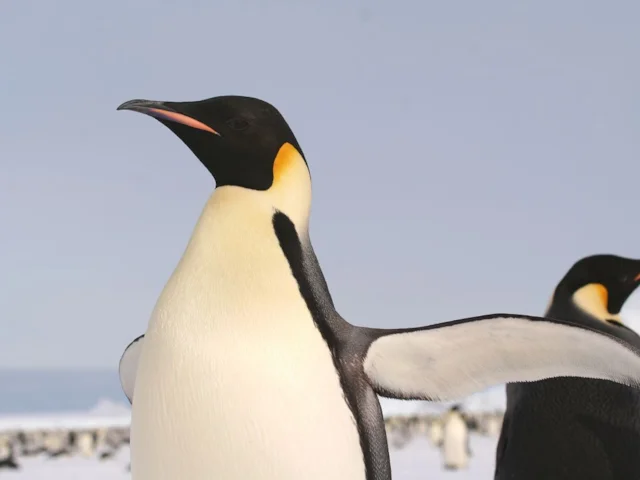 Emperor Penguin is one of the uniquely Antarctic species present in Weddell Bay. Photo: Dbush (commons.wikimedia.org). Emperor Penguin is one of the uniquely Antarctic species present in Weddell Bay. Photo: Dbush (commons.wikimedia.org).