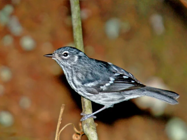 Endemic Puerto Rican songbird Elfin-woods Warbler will be one of the many species to benefit from the new coffee-growing scheme. Photo: AlbertHerring (commons.wikimedia.org). Endemic Puerto Rican songbird Elfin-woods Warbler will be one of the many species to benefit from the new coffee-growing scheme. Photo: AlbertHerring (commons.wikimedia.org).
