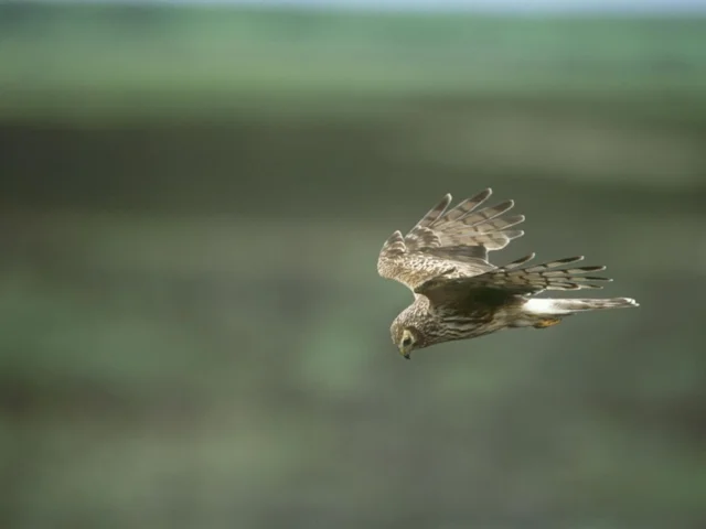 English Hen Harriers like this female have been under siege for years from unscrupulous gamekeepers and shooting estate owners, despite the wishes of the majority of the public for their protection. Photo: Andy Hay (rspb-images.com) English Hen Harriers like this female have been under siege for years from unscrupulous gamekeepers and shooting estate owners, despite the wishes of the majority of the public for their protection. Photo: Andy Hay (rspb-images.com)
