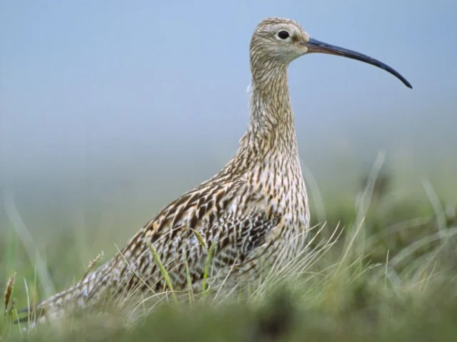 Eurasian Curlew is undergoing a marked decline, despite still being seen in numbers at Britain's wetland reserves and estuaries. Photo: Laurie Campbell (rspb-images.com). Eurasian Curlew is undergoing a marked decline, despite still being seen in numbers at Britain's wetland reserves and estuaries. Photo: Laurie Campbell (rspb-images.com).