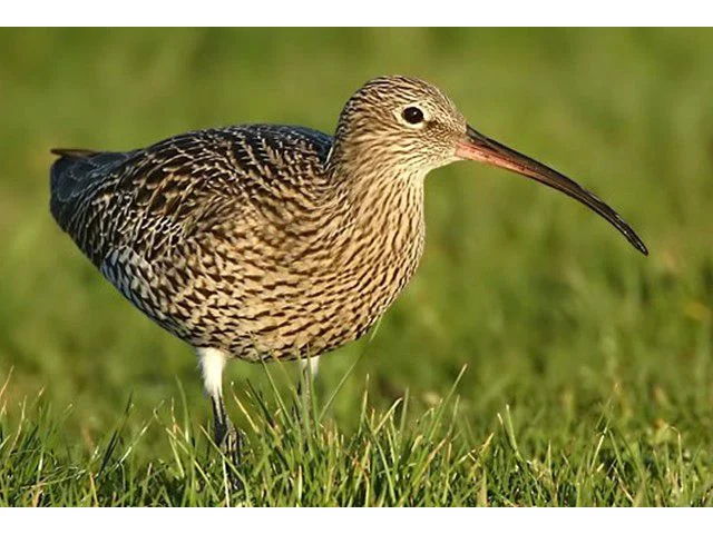 Eurasian Curlew numbers are falling drastically across Britain. Photo by Steve Round (www.rspb-images.com). Eurasian Curlew numbers are falling drastically across Britain. Photo by Steve Round (www.rspb-images.com).