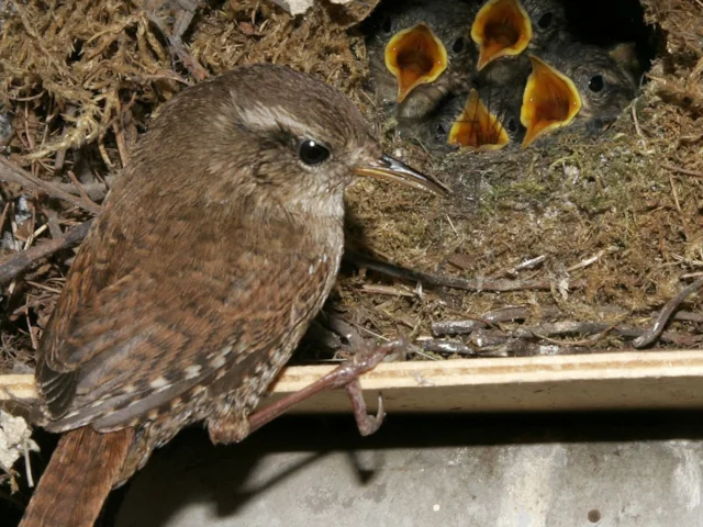 Eurasian Wren and its close American relative, Winter Wren, are fairly ubiquitous across the northern hemisphere, but this has not stopped the species complex from being affected by climate change. Photo: Sonja Kübelbeck (commons.wikimedia.org). Eurasian Wren and its close American relative, Winter Wren, are fairly ubiquitous across the northern hemisphere, but this has not stopped the species complex from being affected by climate change. Photo: Sonja Kübelbeck (commons.wikimedia.org).