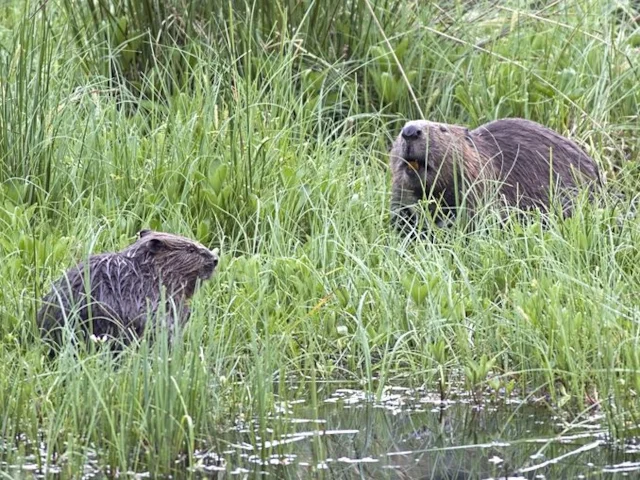 European Beavers, like this mother and kit in Tayside, Argyll, have been the subject of experimental reintroductions in recent years, but perhaps the time is right to expand the schemes.Photo: Ray Scott (commons.wikimedia.org). European Beavers, like this mother and kit in Tayside, Argyll, have been the subject of experimental reintroductions in recent years, but perhaps the time is right to expand the schemes.Photo: Ray Scott (commons.wikimedia.org).