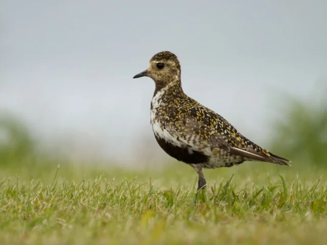 European Golden Plover uses England's deep peatlands to breed. Photo: Brian Gratwicke (commons.wikimedia.org). European Golden Plover uses England's deep peatlands to breed. Photo: Brian Gratwicke (commons.wikimedia.org).