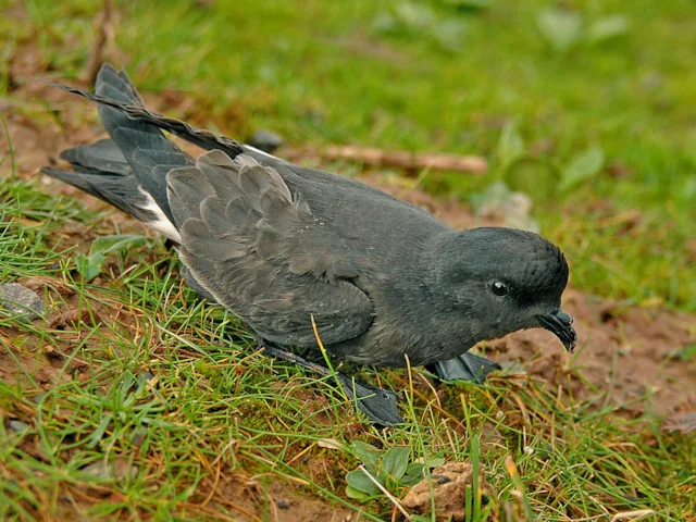 European Storm-petrel is vulnerable to the depredations of Brown Rats on isolated islands. Photo: Steve Young (www.birdsonfilm.com). European Storm-petrel is vulnerable to the depredations of Brown Rats on isolated islands. Photo: Steve Young (www.birdsonfilm.com).