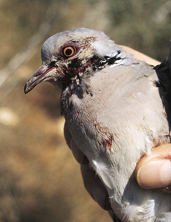 European Turtle Dove with mistnet injury
