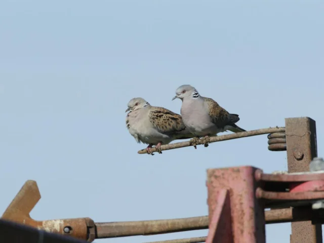 European Turtle Dove is becoming an ever-rarer sight in Britain, as well as across the Continent. Photo: Andy Hay (www.rspb-images.com). European Turtle Dove is becoming an ever-rarer sight in Britain, as well as across the Continent. Photo: Andy Hay (www.rspb-images.com).