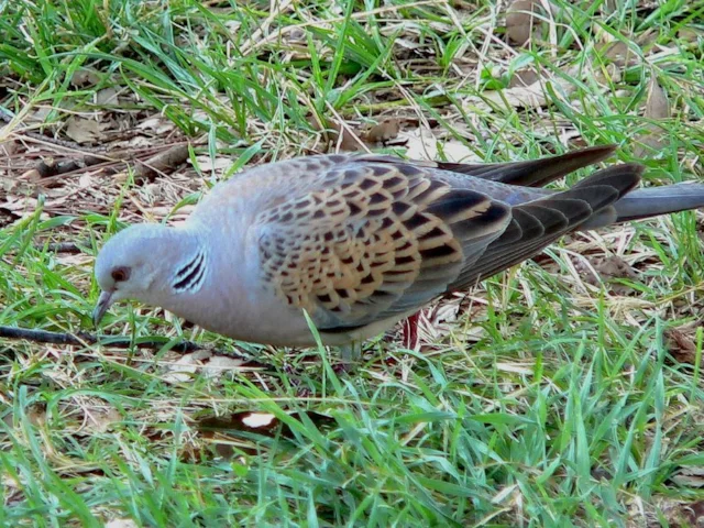 European Turtle Dove may yet continue to receive its full conservation funding for the short-term at least. Photo: Ulrich Prokop (commons.wikimedia.org). European Turtle Dove may yet continue to receive its full conservation funding for the short-term at least. Photo: Ulrich Prokop (commons.wikimedia.org).