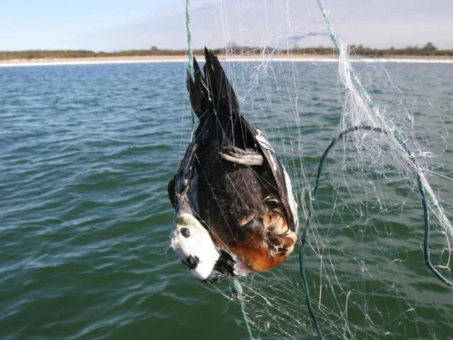 Even wildfowl species such as Steller's Eider are known to have been caught in gillnets. Photo: Markus Vetemaa (BirdLife International). Even wildfowl species such as Steller's Eider are known to have been caught in gillnets. Photo: Markus Vetemaa (BirdLife International).