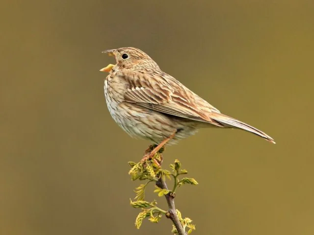 Farmland birds have been particularly hard hit, with species such as Corn Bunting declining by more than 77 per cent. Photo by Steve Riall (commons.wikimedia.org). Farmland birds have been particularly hard hit, with species such as Corn Bunting declining by more than 77 per cent. Photo by Steve Riall (commons.wikimedia.org).