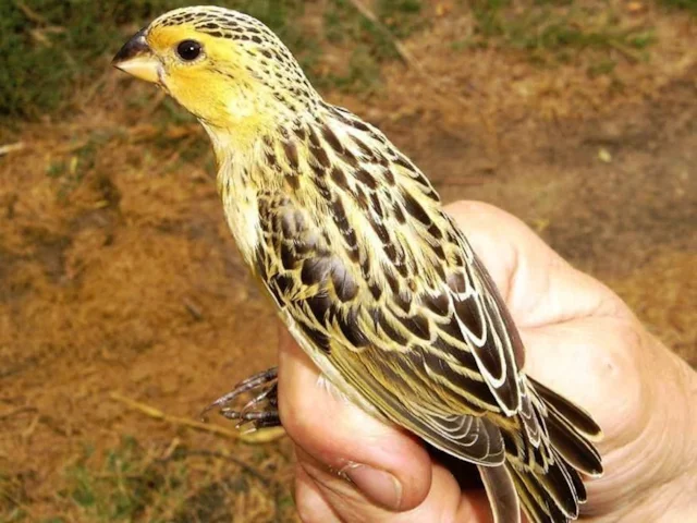 Female Cuckoo Finches (this is a young male) have evolved to resemble those of the harmless Southern Red Bishop to take their hosts unawares. Photo: B Attard (commons.wikimedia.org). Female Cuckoo Finches (this is a young male) have evolved to resemble those of the harmless Southern Red Bishop to take their hosts unawares. Photo: B Attard (commons.wikimedia.org).