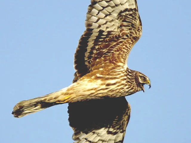 Female Hen Harrier's brown, streaky plumage helps conceal it on the nest. Photo: Kositoes (commons.wikimedia.org). Female Hen Harrier's brown, streaky plumage helps conceal it on the nest. Photo: Kositoes (commons.wikimedia.org).