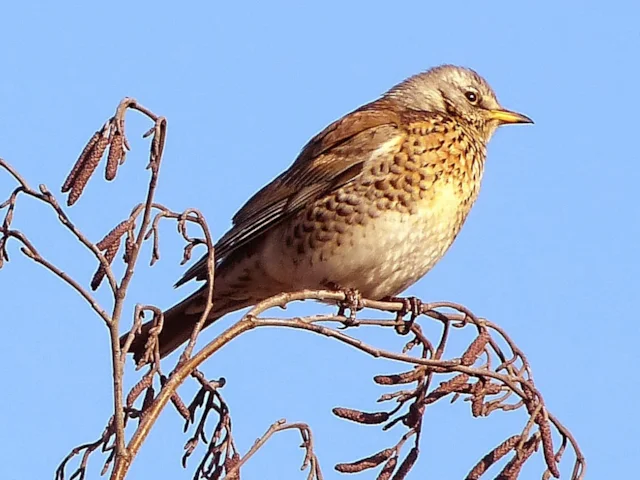 Fieldfares are now gearing up to leave Britain to breed in northern and upland Europe. Photo: nottsexminer (commons.wikimedia.org). Fieldfares are now gearing up to leave Britain to breed in northern and upland Europe. Photo: nottsexminer (commons.wikimedia.org).