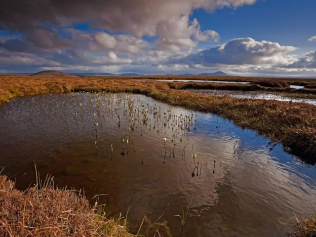 Forsinard RSPB is the key nature reserve on the internationally important and unique habitats of the Sutherland Flow Country. Photos: Andy Hay (rspb-images.com). Forsinard RSPB is the key nature reserve on the internationally important and unique habitats of the Sutherland Flow Country. Photos: Andy Hay (rspb-images.com).